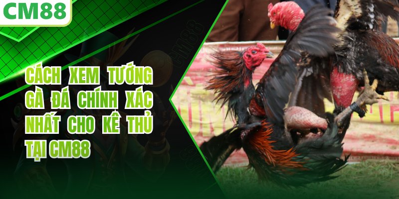 Cách Xem Tướng Gà Đá Chính Xác Nhất Cho Kê Thủ Tại CM88