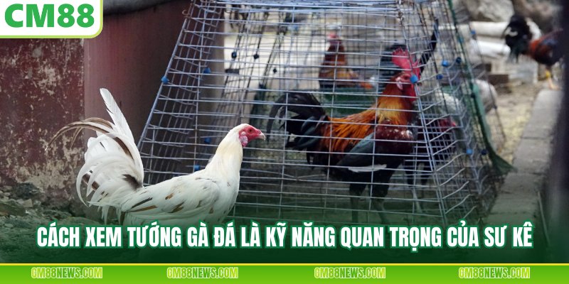 Cách xem tướng gà đá là kỹ năng quan trọng của sư kê