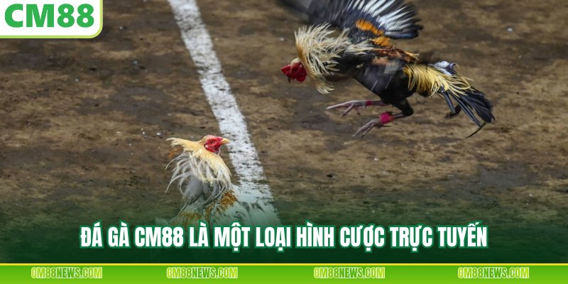 Đá gà CM88 là một loại hình cược trực tuyến