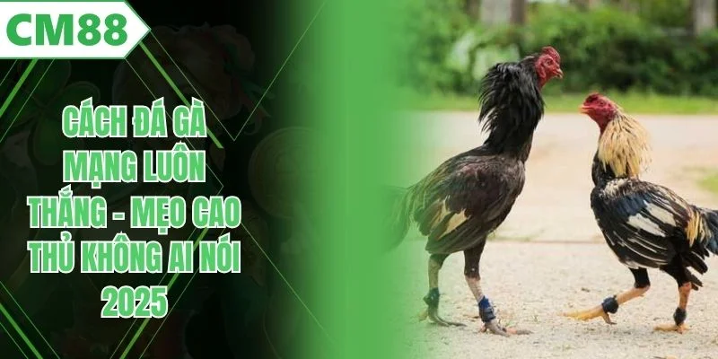 Cách Đá Gà Mạng Luôn Thắng – Mẹo Cao Thủ Không Ai Nói 2025